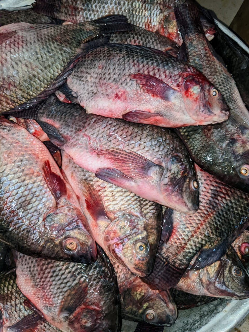 Poisson Tilapia