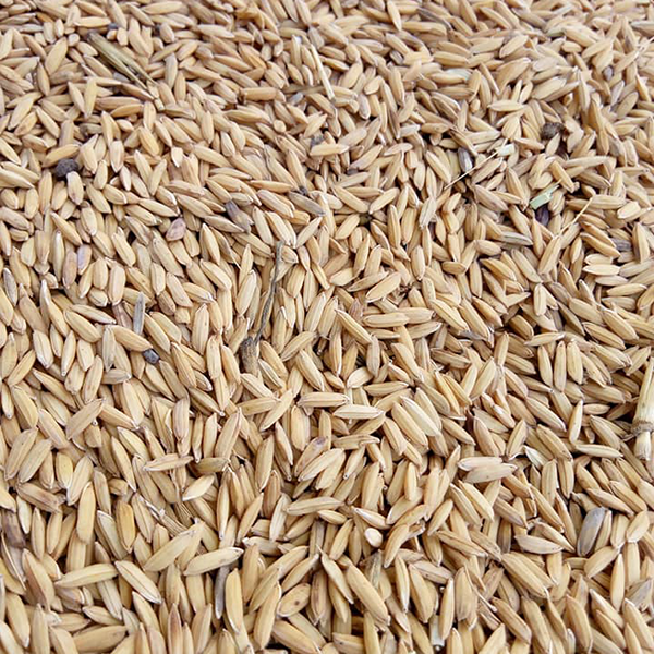 Riz paddy