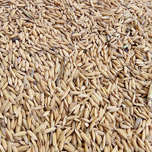 Riz paddy