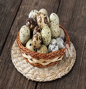 Œufs de cailles Diaspora cailles