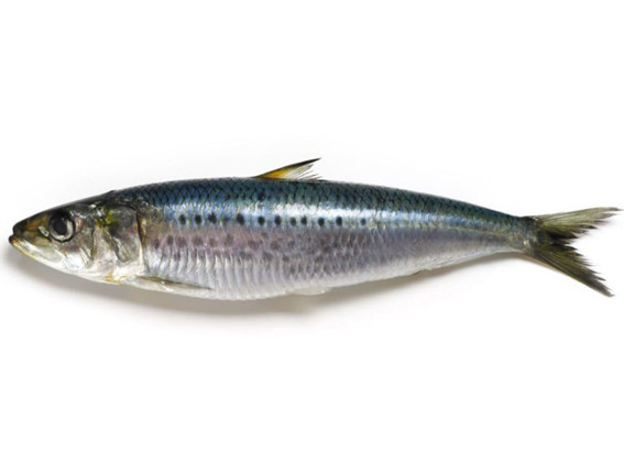 Poisson sardine