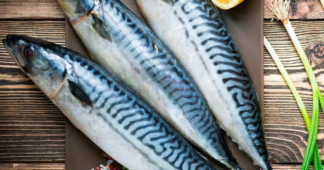 Poisson maquereau