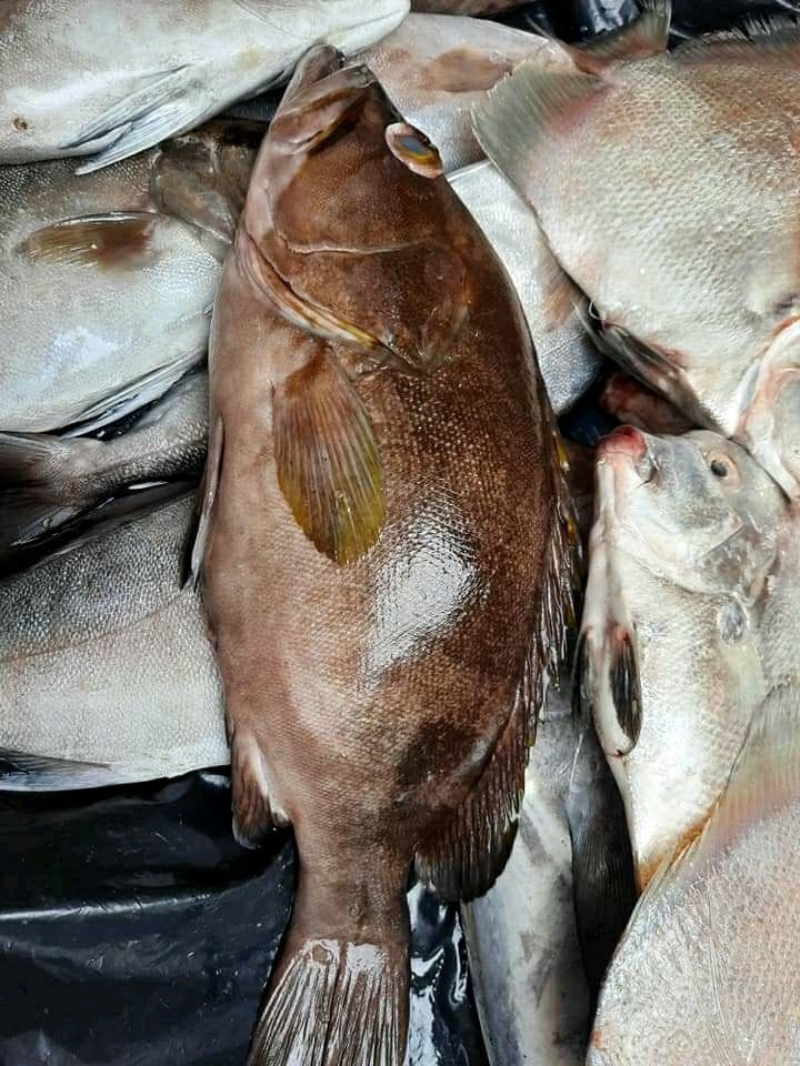 Poisson mérou