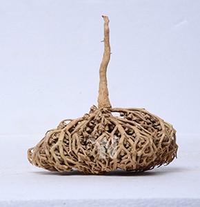 Rose de Jéricho Santé Plus