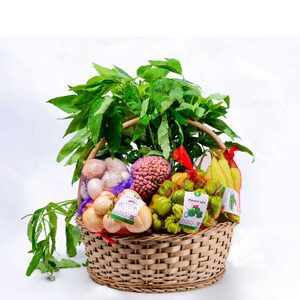 Pack Gnato (Oseille de guinée) - Modèle unique